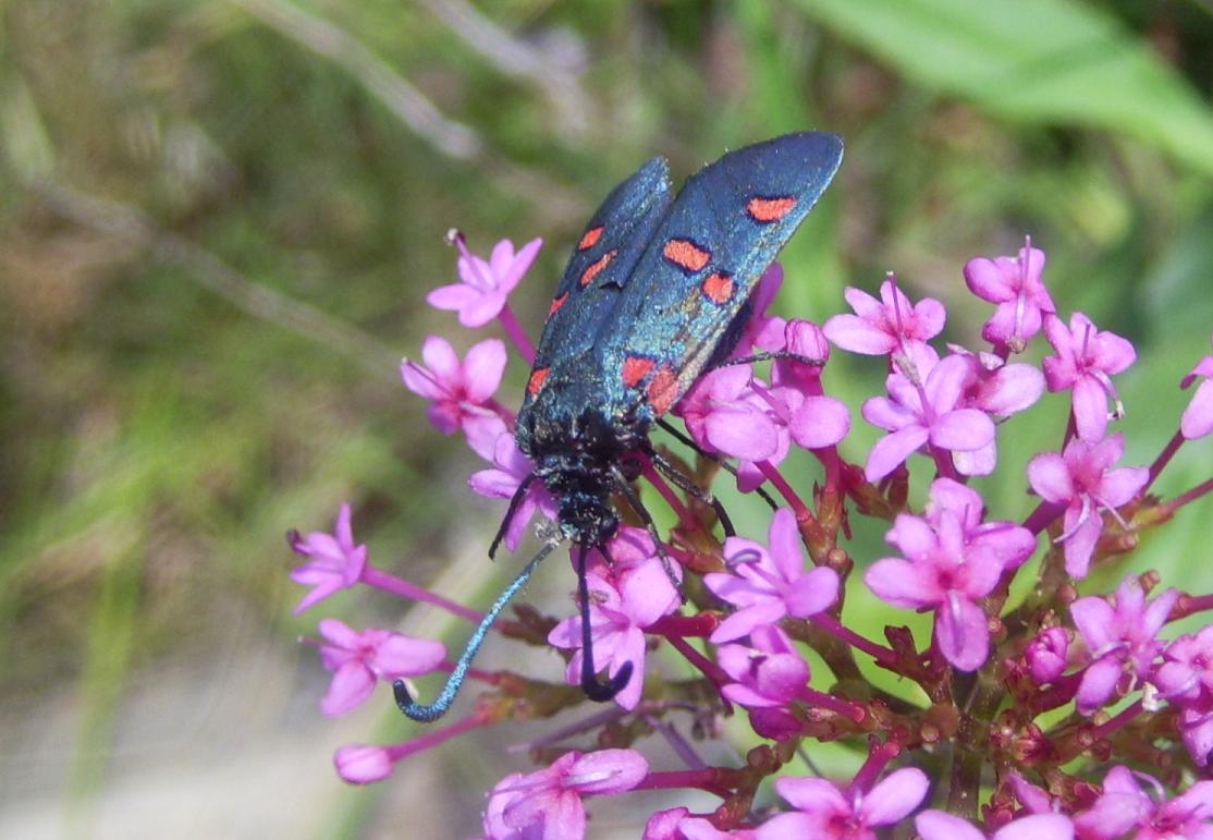 Zygaena da ID